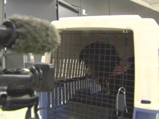 Ratchet Makes Trip From Baghdad to Dulles