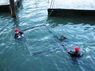 Sea Lions Come up Sick In Sausalito
