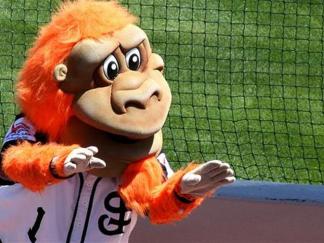 San Jose Giant Renewals
