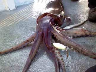 Giant Squid Invade Monterey Bay