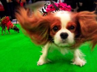 Top Dogs: Best of Westminster's Past