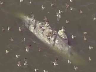Raw Video: Dead Whale Floats in San Francisco Bay