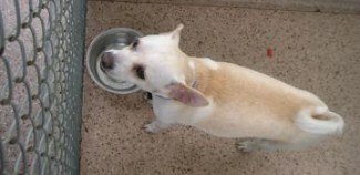 Livermore SWAT Arrests Man Who Threw Dog Off Balcony