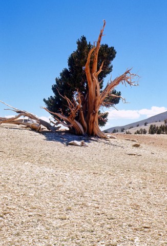 The World's Oldest Trees