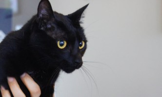 Bay Area Proud Pets: Felicienne