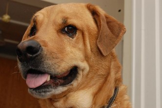 Should Pets Get Iodide Pills?
