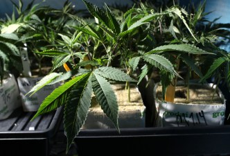 An Inside Look at America's Pot Industry