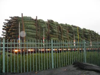 Rent-A-Trees for True Green Christmas