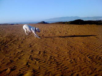 The Bay's Best Dog Parks 