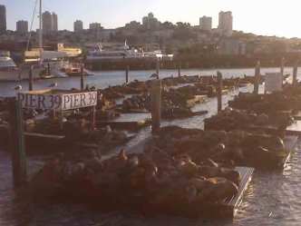 Pier 39 Sea Lion Herd Swells To Record High