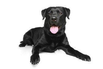 Bay Area Adoptathon
