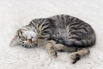 Paw-parrazi Contest at Kimpton Hotels