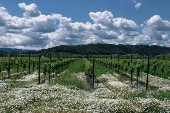 Tickets on Sale: Taste Alexander Valley