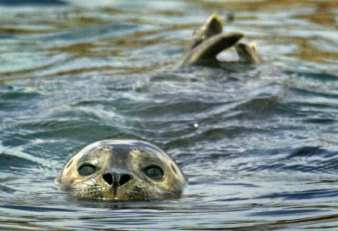 Back to the Sea for Wayward Sea Lions