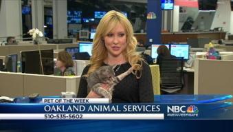 Bay Area Proud Pets: Guinevere