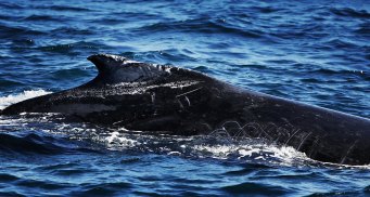 Whale Poo to Fight C02