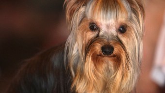 7 Ways to Go Green With Your Pet