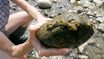 'Rock Snot' Invades Fish Hatchery