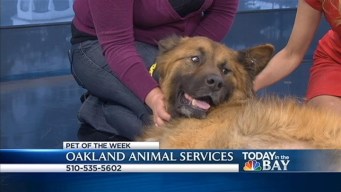 Bay Area Proud Pets: Gus