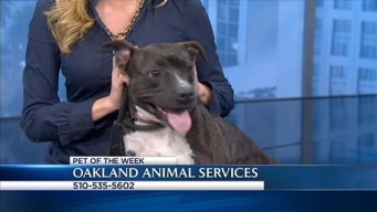 Bay Area Proud Pets: Betty Boop