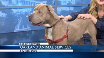 Bay Area Proud Pets: Maddox