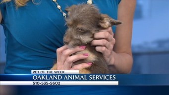 Bay Area Proud Pets: Abbey