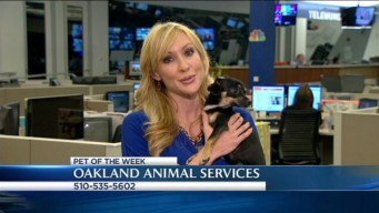 Bay Area Proud Pets: Roxy