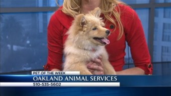Bay Area Proud Pets: China