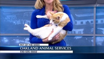 Bay Area Proud Pets: Claude