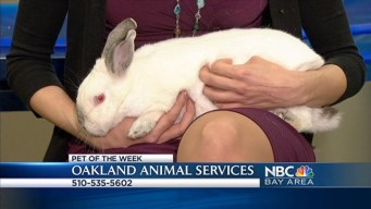 Bay Area Proud Pets: Gillie