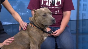 Bay Area Proud Pets: Katy Perry