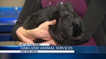 Bay Area Proud Pets: Kirsten