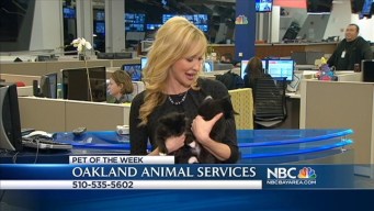 Bay Area Proud Pets: Mickey & Stuart
