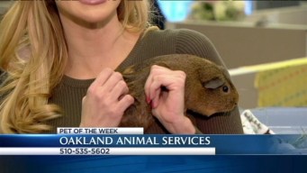 Bay Area Proud Pets: Tulip
