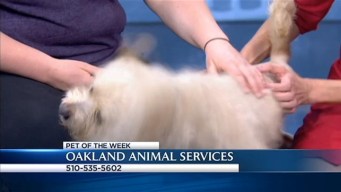Bay Area Proud Pets: Jackson