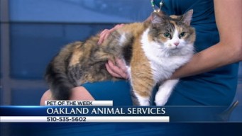 Bay Area Proud Pets: Ria