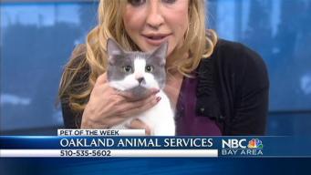 Bay Area Proud Pets: Seth