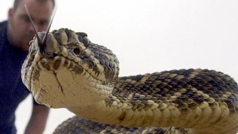 Rattlesnake Bites Elderly Man