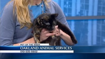 Bay Area Proud Pets: Vega