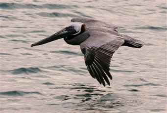 Brown Pelican Back From the Brink