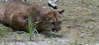RAW VIDEO: Mountain Lion Safely Captured in Downtown Santa Cruz