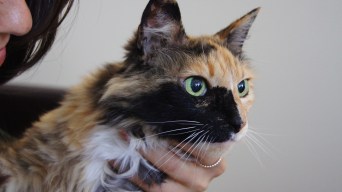 Bay Area Proud Pets: Martinique