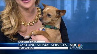 Bay Area Proud Pets: Mango