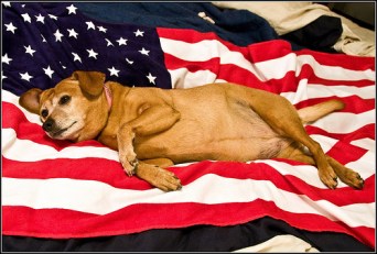 Patriotic Pups
