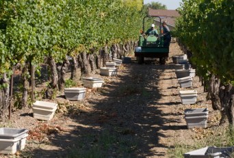 Wine Country Finds a Thorn in Its Vine