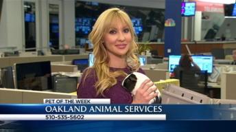 Bay Area Proud Pets: Daisy
