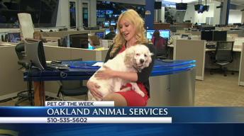 Bay Area Proud Pets: Sabrina