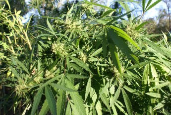 Pot Ring Busted With 50 Grow Homes