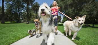 SF Dog-Walking Rules Debated