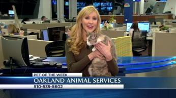 Bay Area Proud Pets: Martha